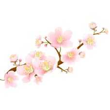 Cherry Blossom - nature - Trending PNG