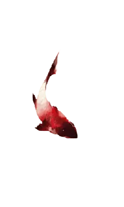 Red Shark - shark - PNG Images