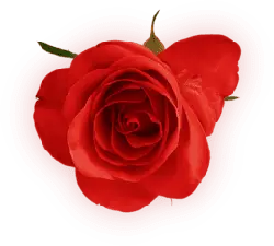 Red Rose - romantic - love - Transparent Background PNG