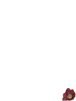 Red Flower - nature - vibrant - No Watermark PNG
