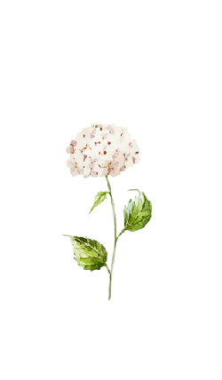 Hydrangea - plant - Popular Download PNG