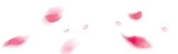 Pink Petals - High Quality PNG - pink