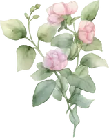 Rose - Transparent Background PNG - Fast Download PNG