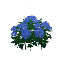 Hydrangea - plant - green leaves - No Background PNG