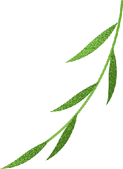Willow Branch - nature - branch - PNG Images