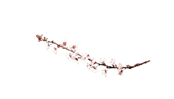 Plum Blossom Branch - spring - PNG Images