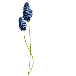 Grape Hyacinth - Fast Download PNG