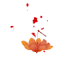 Lotus Lantern - lantern - night sky - PNG