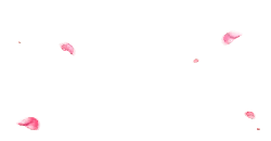Pink Petals - Trending PNG - No Watermark PNG