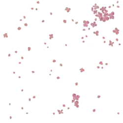 Pink Flowers - bloom - spring - Transparent Background PNG