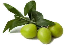 Olive - nutritious - Lossless PNG