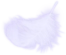 White Feather - lightweight - No Watermark PNG