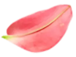 Rose Petal - Transparent Layer PNG