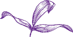 Abstract Plant - line art - No Watermark PNG