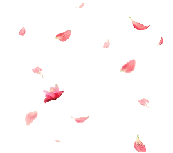 Pink Petals Falling - falling - flower - No Watermark PNG