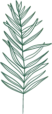 Green Plant Branch - green - line drawing - Transparent Background PNG