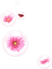 Pink Flowers and Bubbles - nature - Transparent Layer PNG