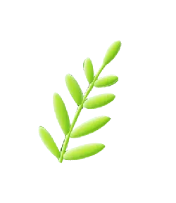 Green Plant Branch - plant - fresh - High Resolution PNG