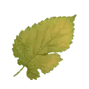 Maple Leaf - green - High Quality PNG
