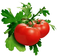 Tomato - tasty - Free Download PNG
