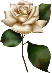 White Rose - plant - Curated PNG
