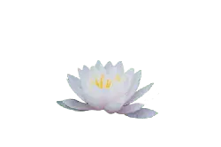 Water Lily - black background - PNG