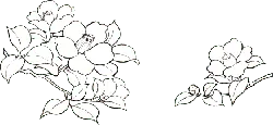 Camellia - black and white - High Resolution PNG