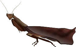 Locust - jumping - Transparent Layer PNG