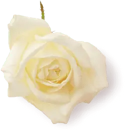 White Rose - beautiful - Transparent Background PNG