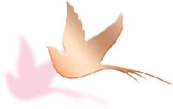 Flying Dove - freedom - Transparent Background PNG