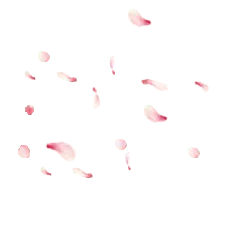 Pink Petals - Popular Download PNG - petal