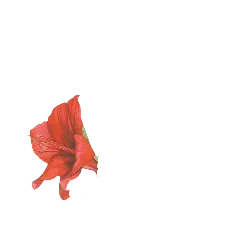 Red Flower - plant - PNG Images