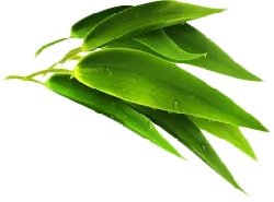 Bamboo Leaf - plant - High Quality PNG