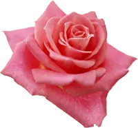 Pink Rose - No Watermark PNG - High Download Count PNG