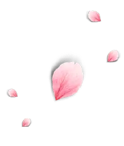 Pink Petals - Curated PNG - Trending PNG