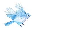 Blue Bird - watercolor painting - No Watermark PNG