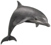 Dolphin - aquatic animal - PNG Images
