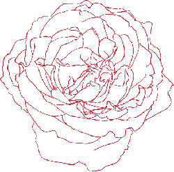 Rose - line art - Popular Download PNG