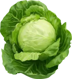 Cabbage - Trending PNG