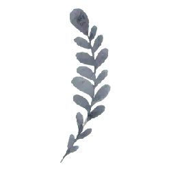 Leaf - Highly Rated PNG - High Resolution PNG
