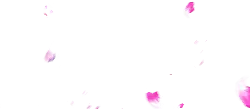 Pink Petals - No Watermark PNG - Curated PNG