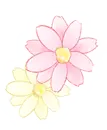 Two Flowers - background - Free PNG