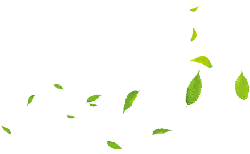 Leaves Falling - green - background - No Background PNG
