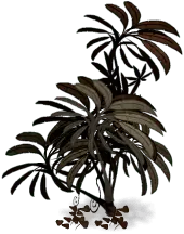 Palm Tree - nature - brown - Free PNG