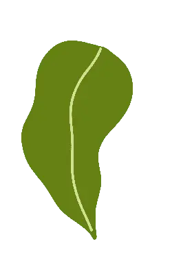 Leaf - High Resolution PNG - Designer's Pick PNG
