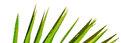 Palm Leaf - green - High Download Count PNG