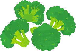 Broccoli - No Watermark PNG - food