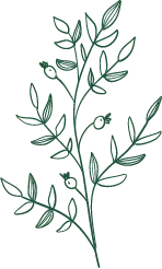 Green Branch - Free for Commercial Use PNG