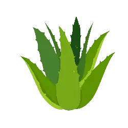Aloe vera - plant - nature - PNG Images