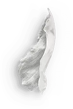 Petal - plant - white - Free Download PNG